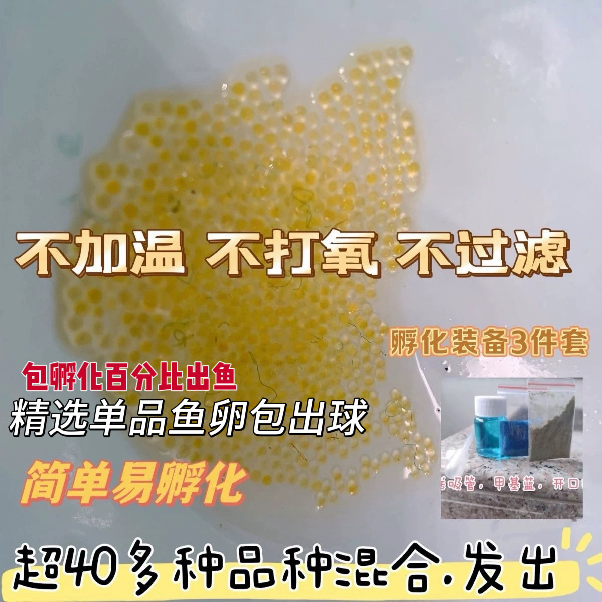 观背青鳉精品天使之翼鱼卵260颗混发16品种混色冷水鱼小型观赏鱼