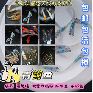 观背青鳉天使之翼小型观赏鱼不加温冷水淡水新手好养活体鱼缸宠物