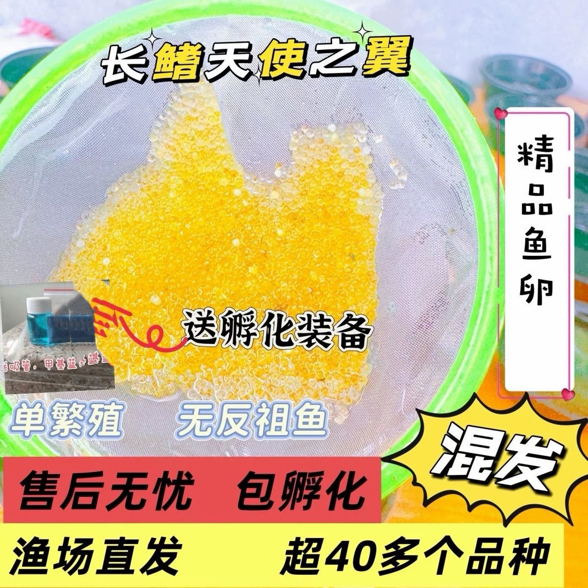 观背青鳉真长鳍天使之翼鱼卵不加温不过滤冷水鱼小型鱼可孵化鱼卵