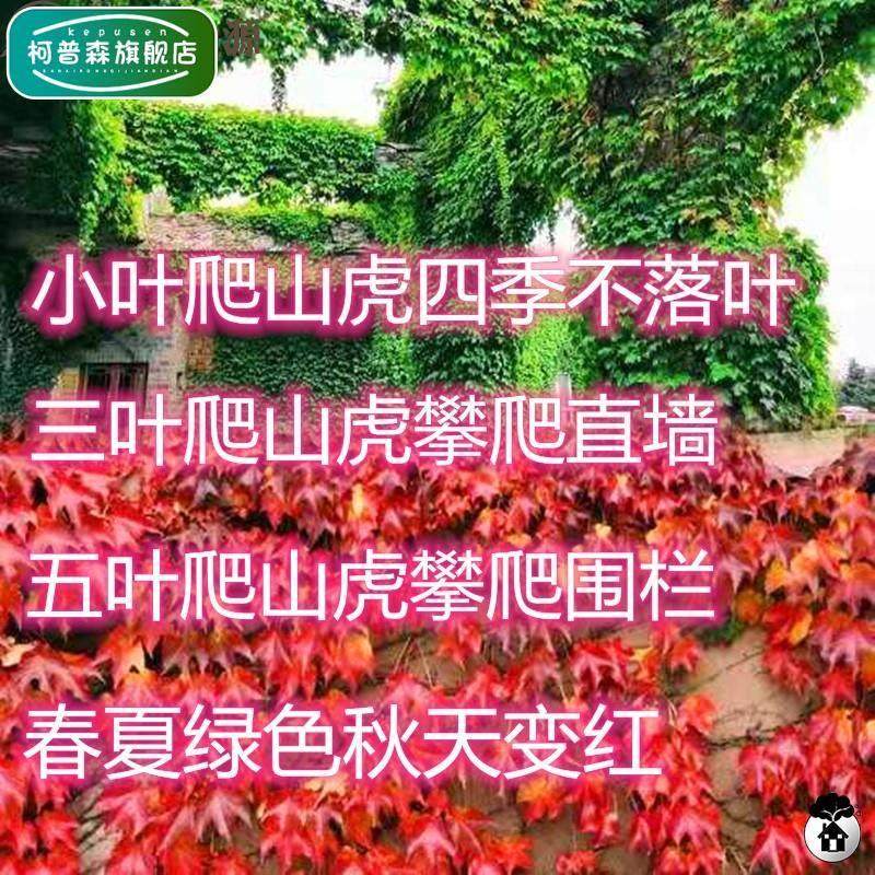 藤蔓植工爬藤四季不落叶物绿墙植室外爬墙虎三叶c6a7567e程苗五叶