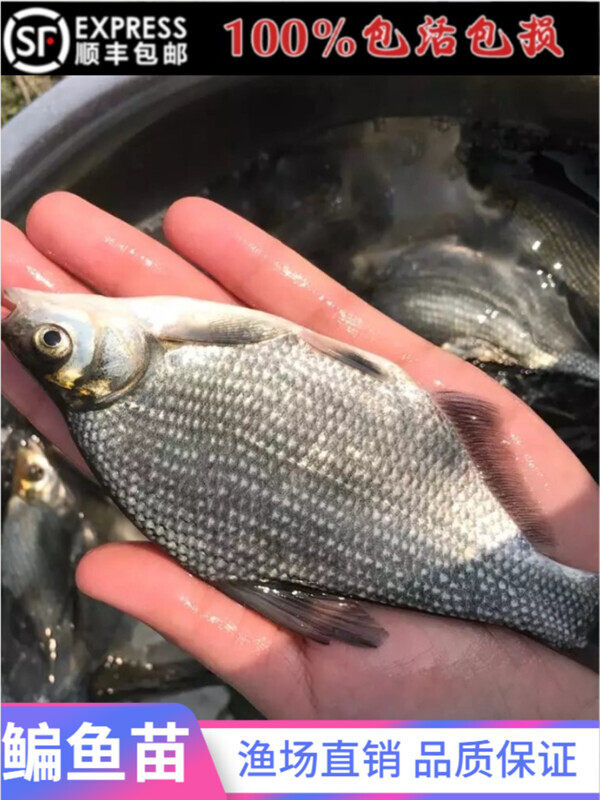 鳊鱼苗柳叶鳊三角鳊杂交鳊公分武昌鱼团头鲂养殖淡水活体鱼苗包邮