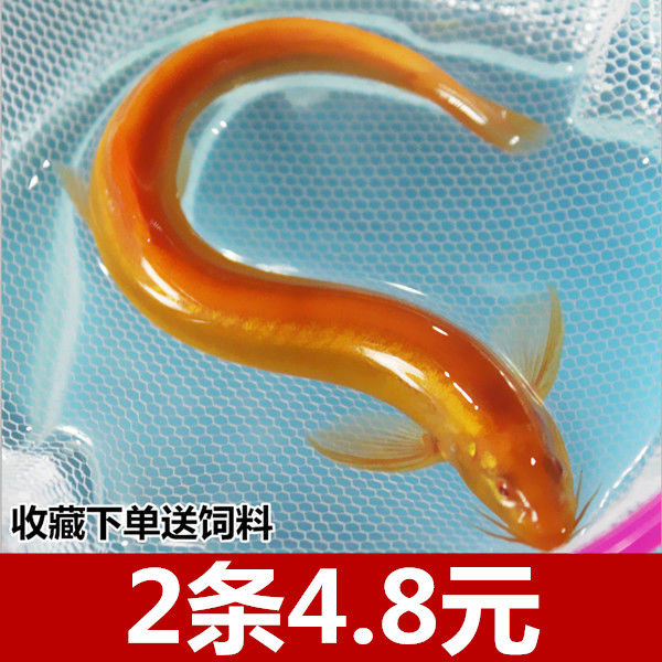 观赏鱼苗鱼黄金泥鳅苗活体冷水鱼小金龙清道夫鱼垃圾鱼淡水鱼