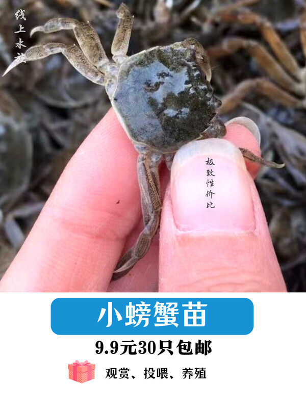 淡水蟹苗观赏小螃蟹河蟹狗头河豚蟹