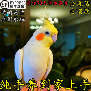 纯手养玄凤鹦鹉活鸟黄化幼鸟会说话会唱歌宠物珍珠原始灰公母一对