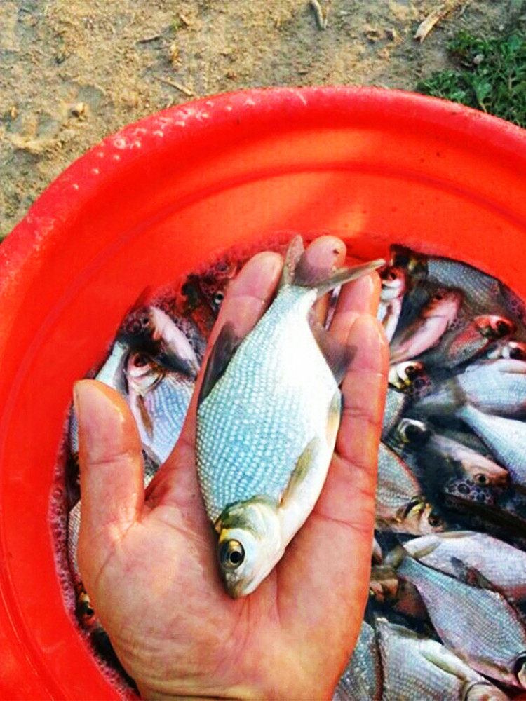 淡水鳊鱼苗武昌鱼苗三角鲂鱼团头鲂三角边活体沙边鱼养殖冷水包邮