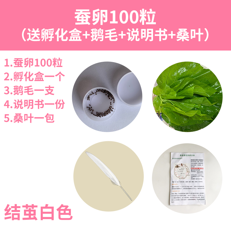 春蚕卵金丝蚕宝宝卵彩色茧蚕卵蚕七彩色蚕卵蚕种蚕子活体新鲜桑叶