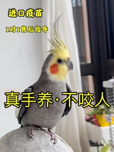 玄凤鹦鹉活鸟活体幼鸟纯手养黄化幼鸟珍珠原始灰白子繁殖说话宠物