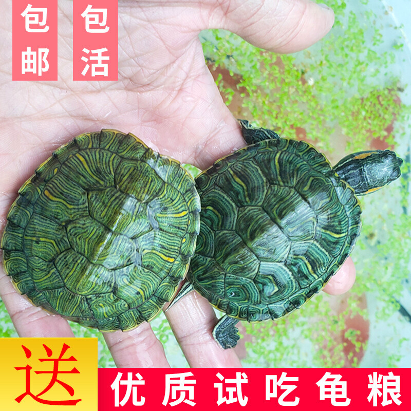 乌龟活物长寿观赏绿色