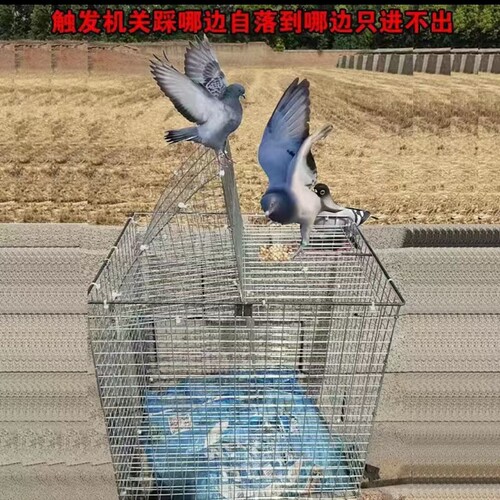 全自动翻转笼天落笼鸽子笼户外只进不出防逃连续收鸽笼厂家直销