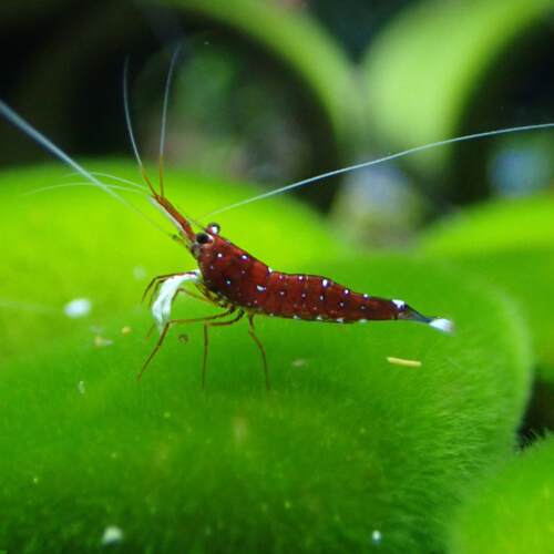 淡水自繁殖观赏虾清洁虾草缸鱼缸