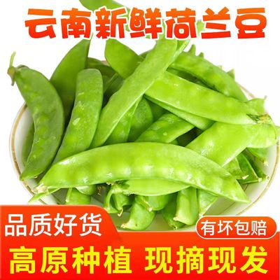 云南高原甜脆荷兰豆软荚豌豆新鲜农家蔬菜带壳扁青豆甜豆角包邮