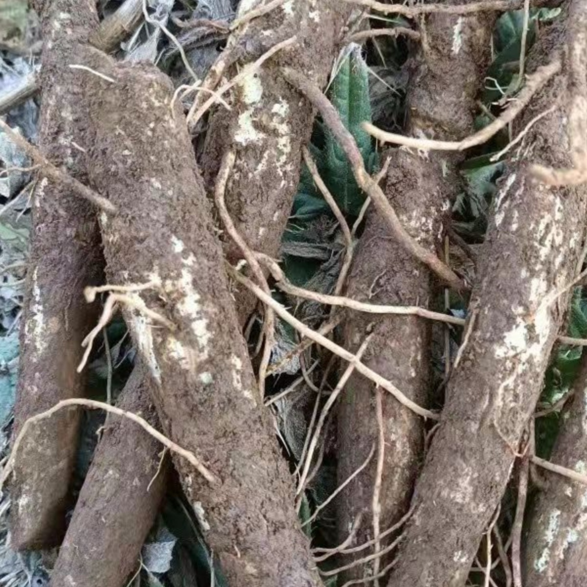 新鲜马刺根大蓟根