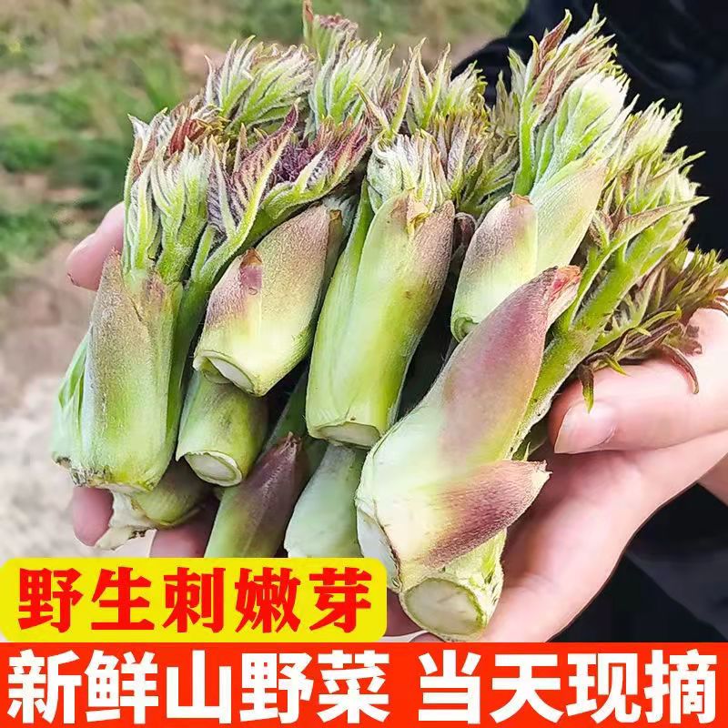 特产刺老芽秘庄刺苞菜