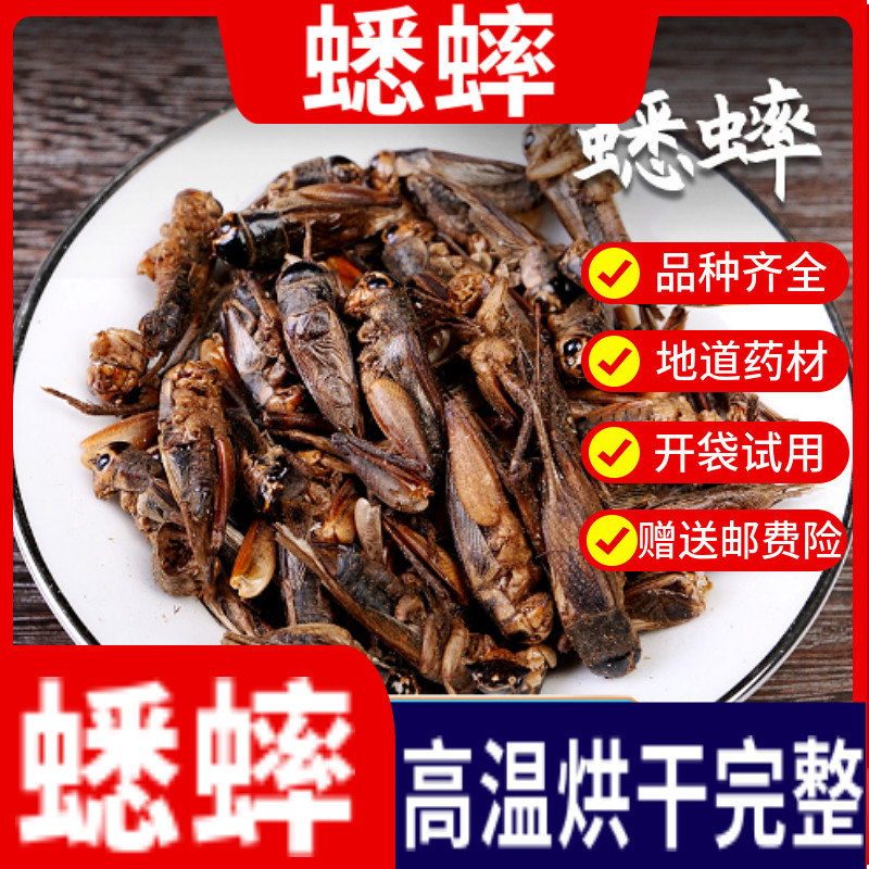 中药材干蟋蟀 干蛐蛐 100克包邮本店有蟑螂 蝼蛄 蝗虫 五谷虫