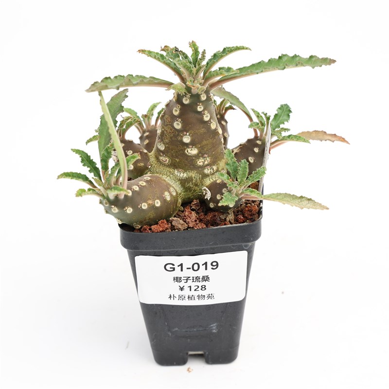 【朴原】椰子琉桑 Dorstenia lavrani 盆栽块根阳台多肉园艺绿植