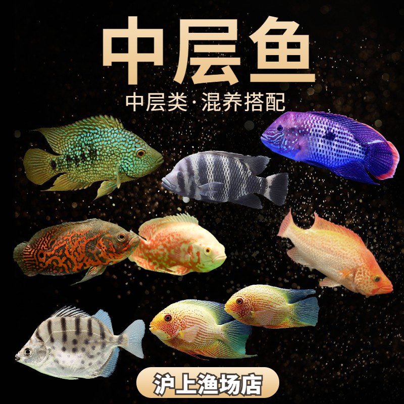 马雕鱼十间鱼凶猛热带鱼观赏鱼淡水红尾皇冠德州豹绿巨人猛鱼