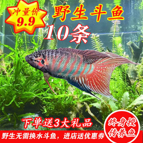 不用打氧的金鱼小金鱼好养耐活小鱼养不死自来水活鱼锦鲤宠物大全