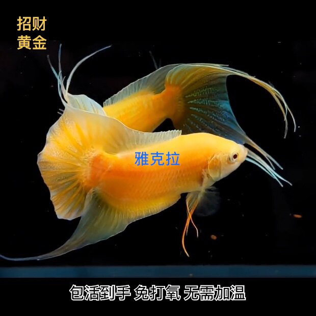 招财鱼中国黄金斗鱼免打氧冷水淡水观赏小鱼好养耐活免加温懒人鱼