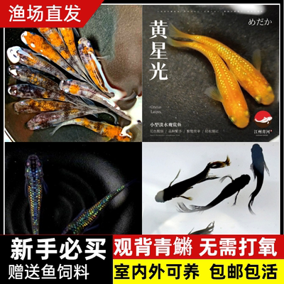 观背青鳉观赏鱼魔法鱼冷水鱼小型锦鲤金鱼淡水鱼不打氧好养活体