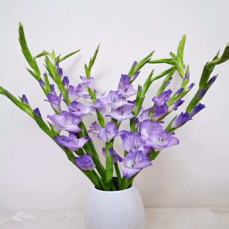 剑兰鲜花云南基地鲜花直发唐菖蒲鲜花水养花鲜切花婚庆办公室插花