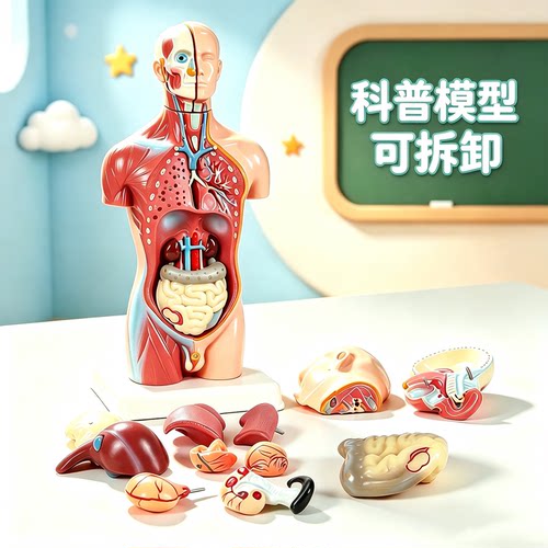 仿真医学人体模型可拆卸器官玩具
