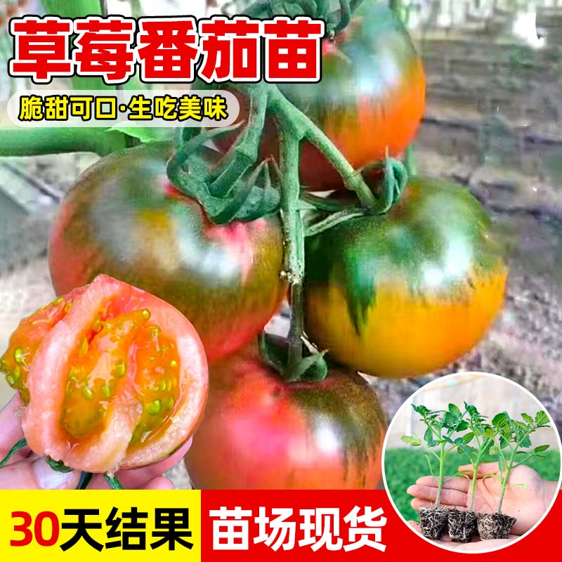 草莓番茄苗秧苗铁皮绿腚青肩水果口感西红柿子苗阳台种菜春季菜苗