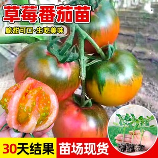 草莓番茄苗秧苗铁皮绿腚青肩水果口感西红柿子苗阳台种菜春季 菜苗