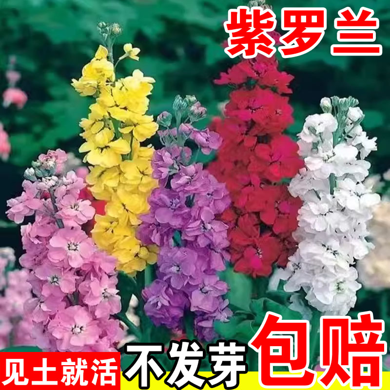 紫罗兰花种子四季播种耐寒易种庭院阳台花卉绿化花籽格桑花花种籽