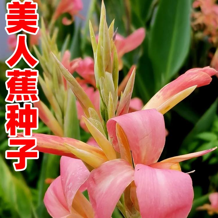 美人蕉种子红艳蕉小花美人蕉花种籽子小芭蕉黄花庭院室外易活花籽