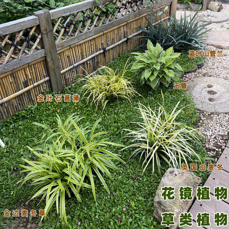 金叶石菖蒲金丝苔草英国山麦冬金边细芒玉簪多年生花草类花镜植物