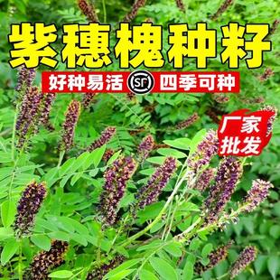 紫穗槐种子护坡灌木胡枝子多花木兰荆条猪屎豆刺槐银合欢护坡种籽