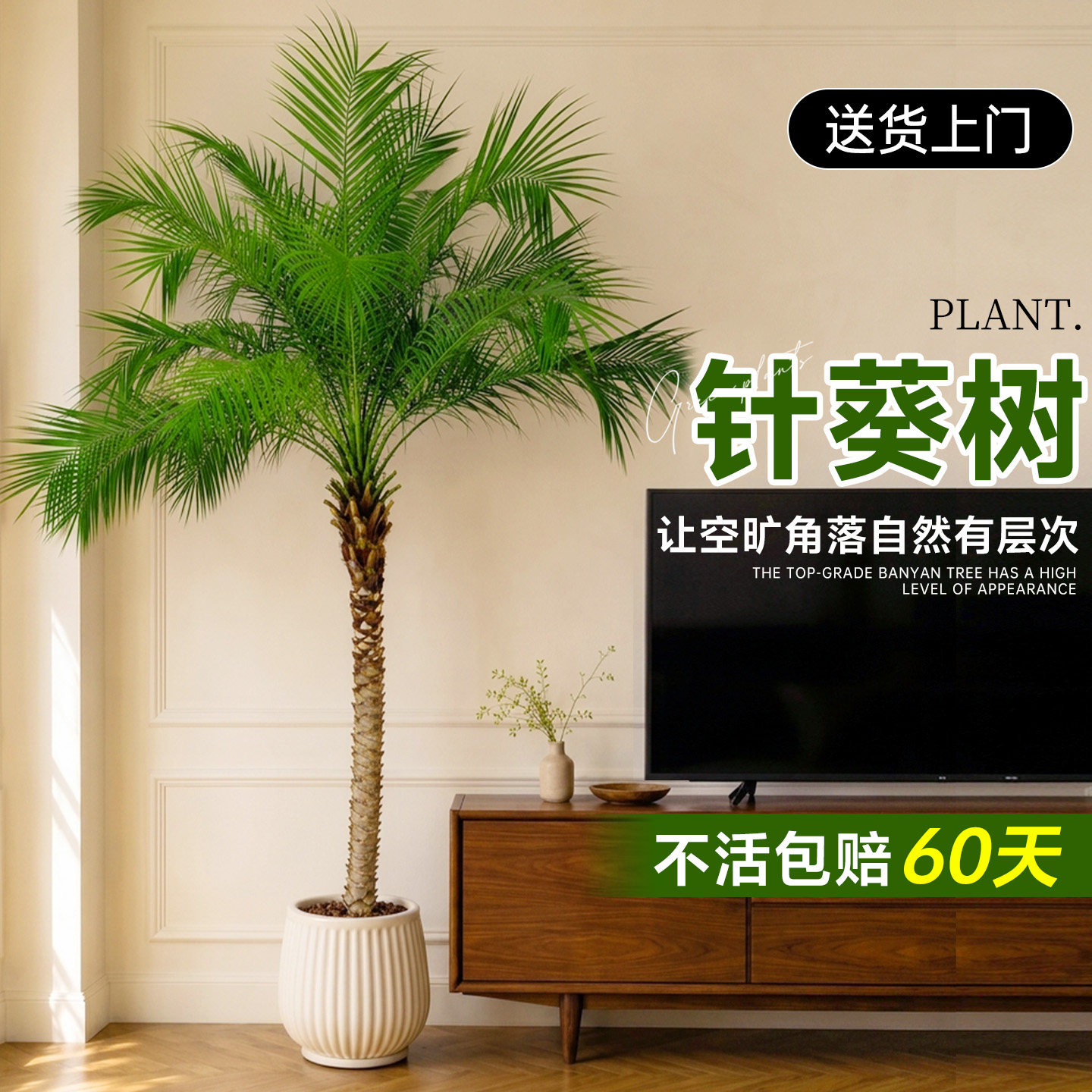 针葵树盆栽刺棕榈室内绿植