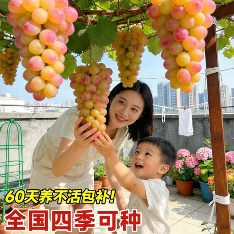 寒香蜜葡萄树苖果树果苗庭院盆栽巨峰葡苗阳光玫瑰南北方耐寒种植