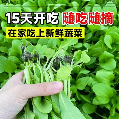 鸡毛菜种籽四季蔬菜种子