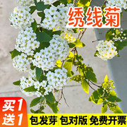 绣线菊种子麻柳叶绣线菊花籽优质林木种孑珍珠梅景观花海四季庭院