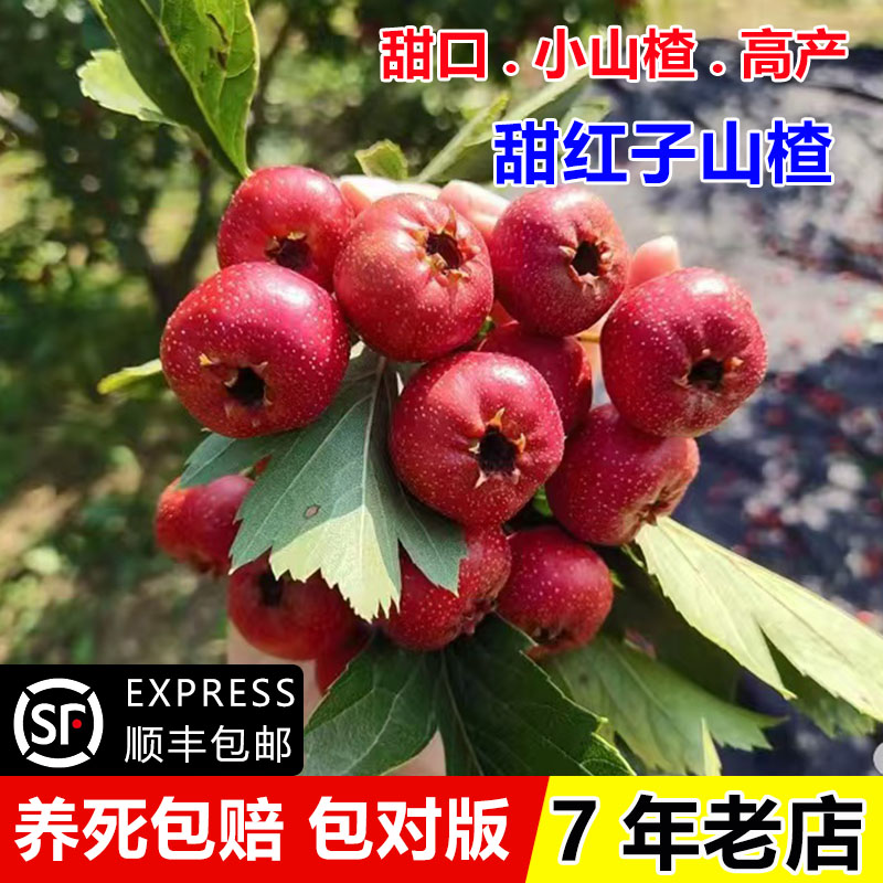 嫁接甜红子山楂树活苗正宗山东甜红籽山楂苗南方北方种植当年结果