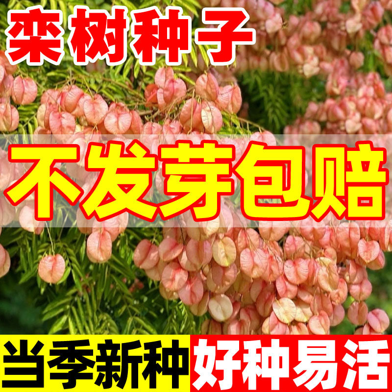 栾树种子新南栾树种北栾种子黄山栾种子灯笼树绿化北京栾树种籽子