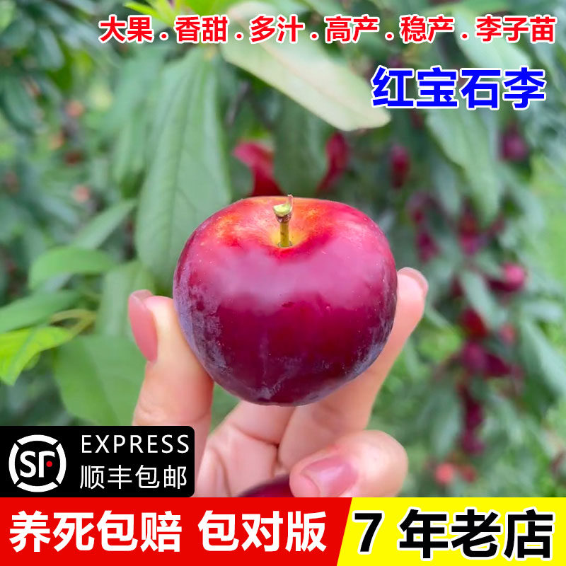 老品种李树果苗嫁接麦黄李树苗纯甜李子苗桃花李盆地栽南北方种植