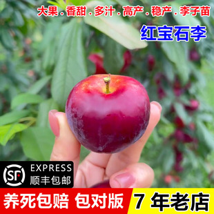 老品种李树果苗嫁接麦黄李树苗纯甜李子苗桃花李盆地栽南北方种植