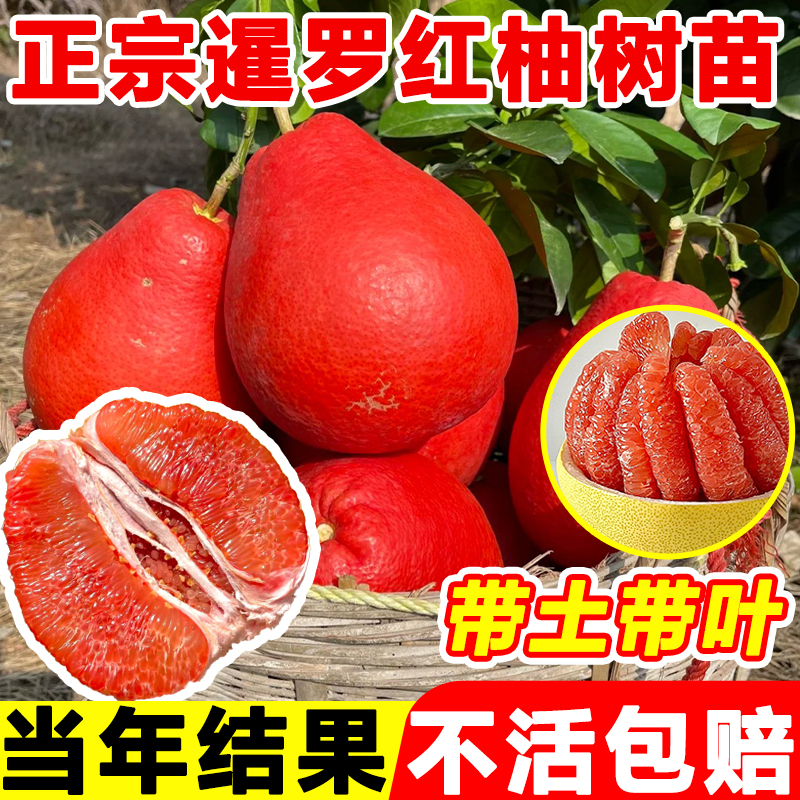 柚子树苗红心嫁接暹罗红柚果树果苗庭院别墅盆栽地栽四季耐寒植物