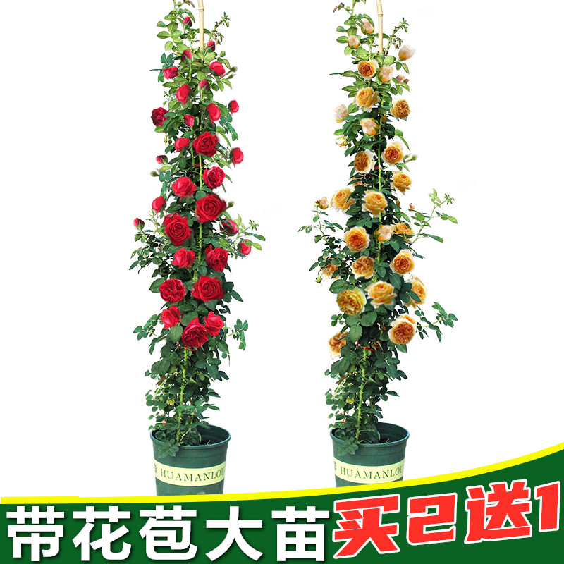 蔷薇花苗藤本月季特大花苗浓香爬藤植物四季开花不断玫瑰花卉盆栽