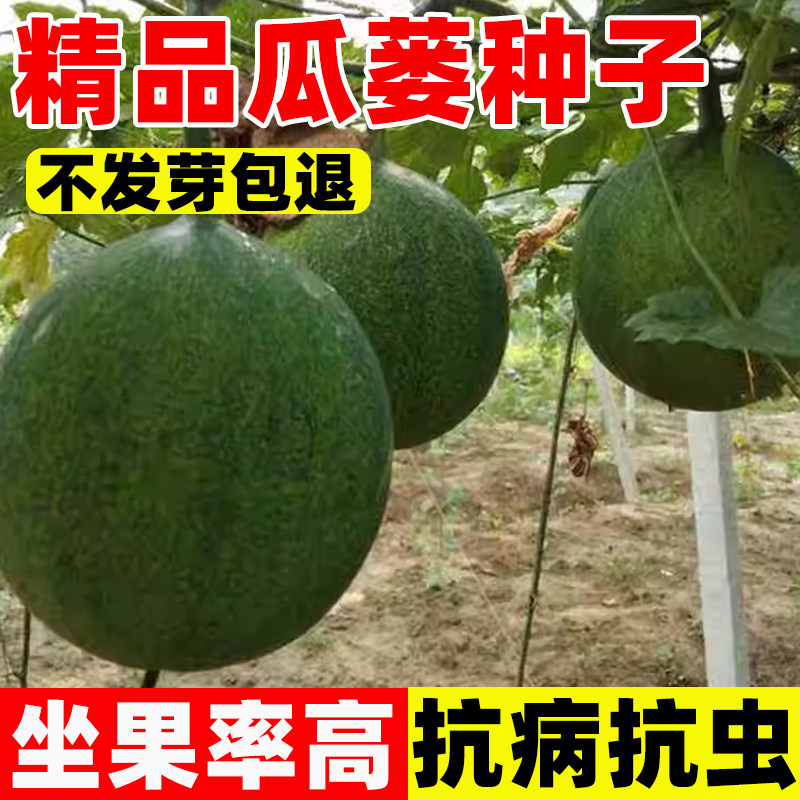 瓜蒌种子籽苗中药材种子食用干净无杂吊瓜栝楼四季播种野生瓜蒌皮