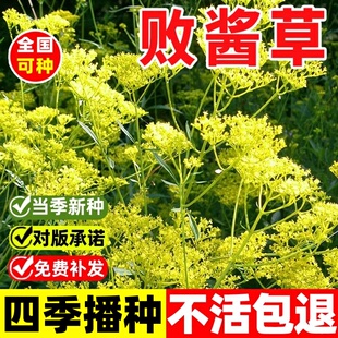 黄花败酱草种子南败酱草苦益菜 苣荬菜苦菜子苦菜苦麻菜种子