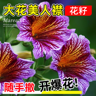 大花美人襟种籽朝颜花烟草复古智利喇叭花籽四季阳台庭院盆栽种子