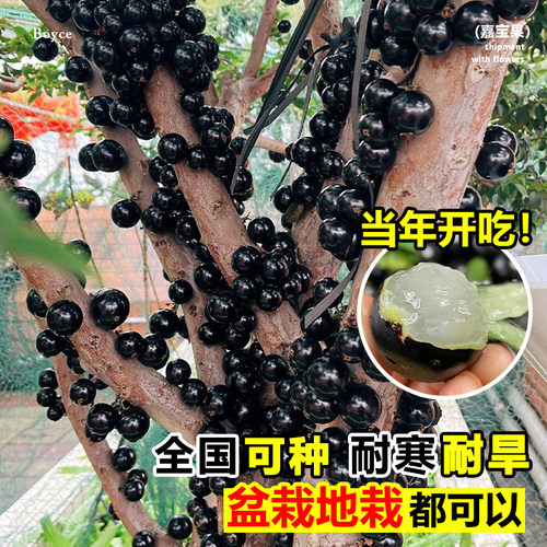 四季嘉宝果苗沙巴艾斯卡树葡萄苗果树庭院名贵南北方种植盆栽带果