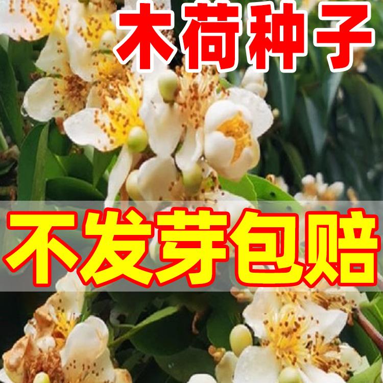 木荷种子种籽林木种子木荷树种荷木荷树种子园林绿化行道树种子孑