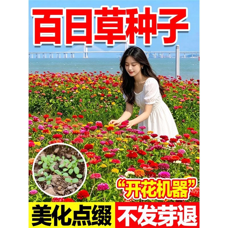 百日草种子四季好活耐寒花种室外庭院易活波斯菊野花组合花卉花籽