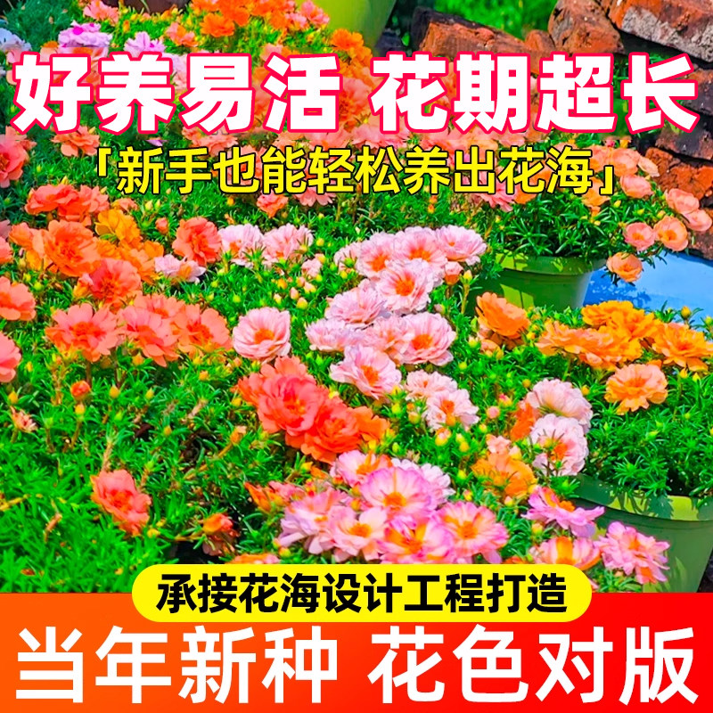 重瓣太阳花花种子花籽四季开花室内花卉易活室外种孑花种籽子包邮
