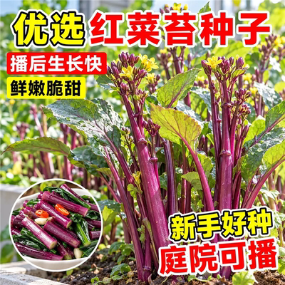 纯丰红菜苔种子四季早熟高