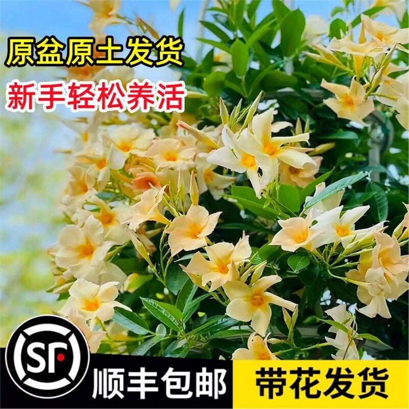 飘香藤盆栽双喜藤进口重瓣大叶大花杏色带花苞红白色四季爬藤植物